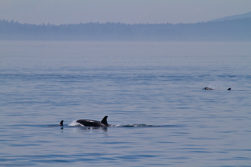 Orcas